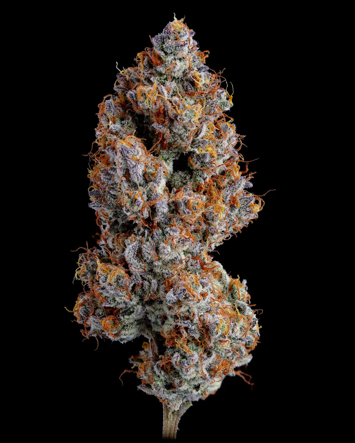 Espresso Cheese cake dry-1