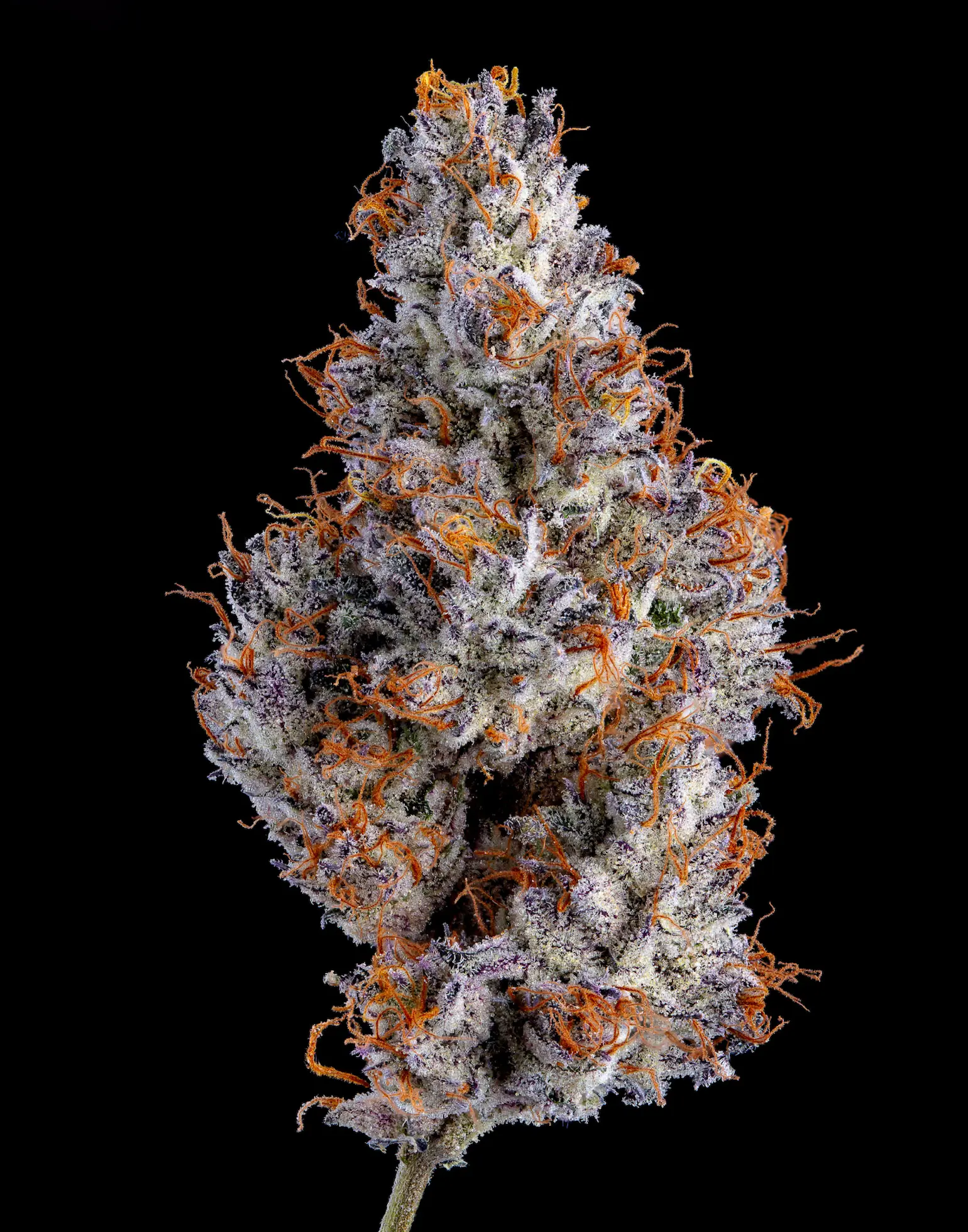 Sangria slushy dry-1 1