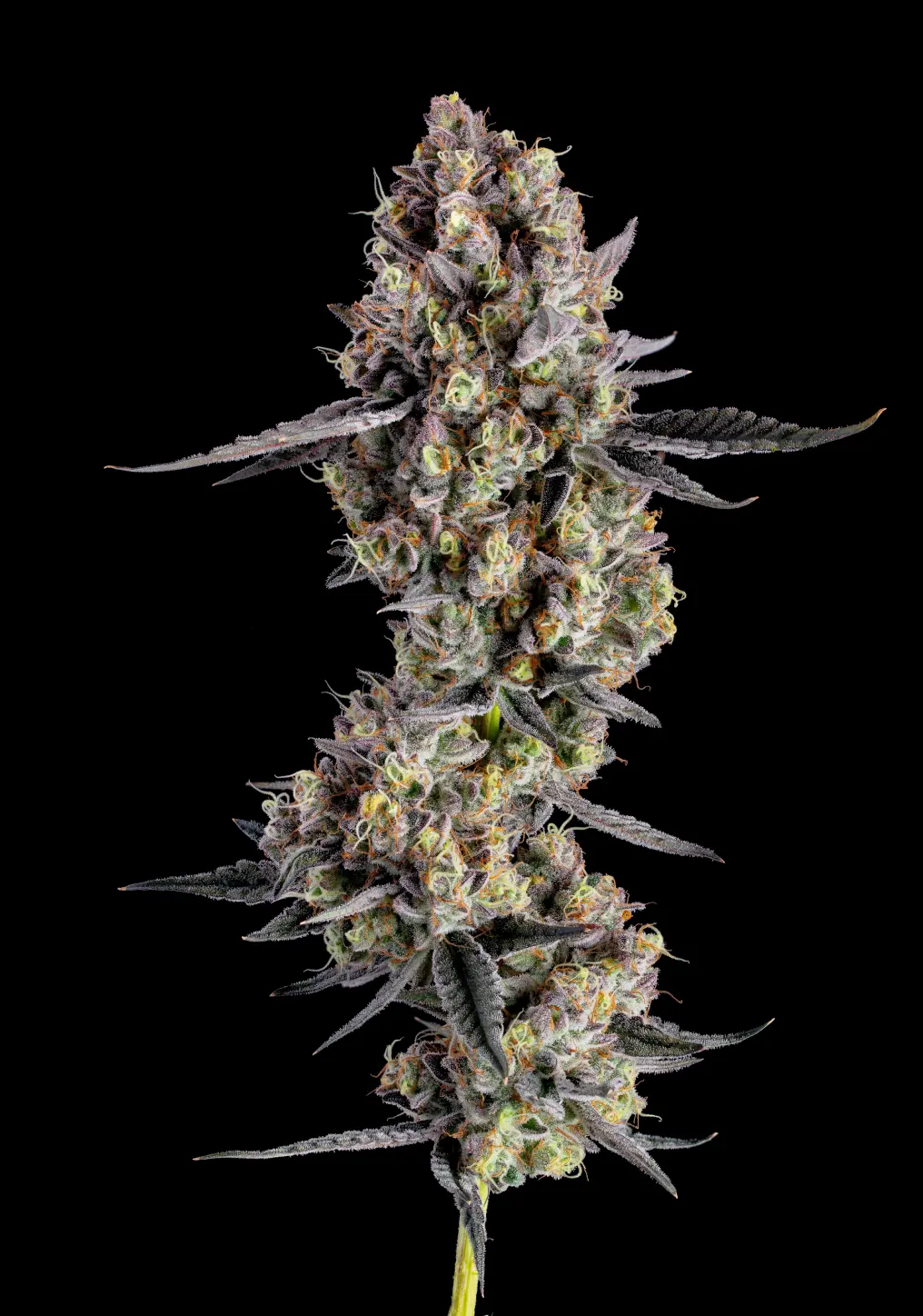 espresso cheesecake-1